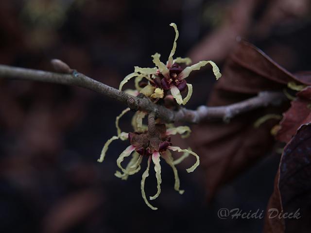 Hamamelis japonica2.JPG